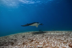 Manta ray glides over the bottom whilst feeding in the cu... by Tracey Jones 